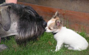 Du bist so furchtbar gro�