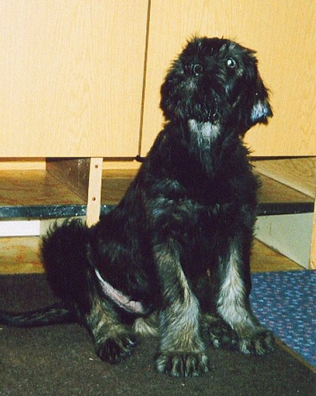 Gero vom Kr�henwald