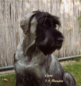 Gero vom Kr�henwald