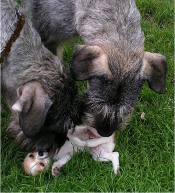 Ist es auch wirklich Sissi