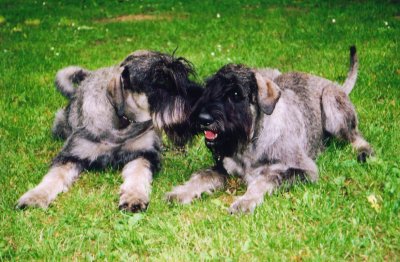 Du bist meine Schwester