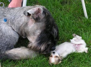 Vertrauen Gero und Sissi