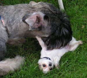 So schmutzig kann ich doch nicht sein